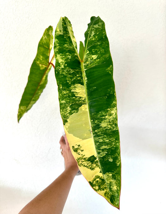 Philodendron Variegated Billietiae